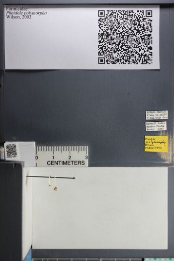 Media type: image;   Entomology 587253